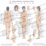 WORLDTAA BODY CHART